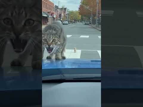 경적소리에 화난 고양이.Cat angry at the sound of the horn.#cat #animalvideo #funnyanimals #cuteanimals #viral