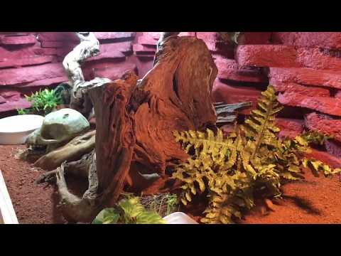 Das erste Video unserer Leopardgeckos