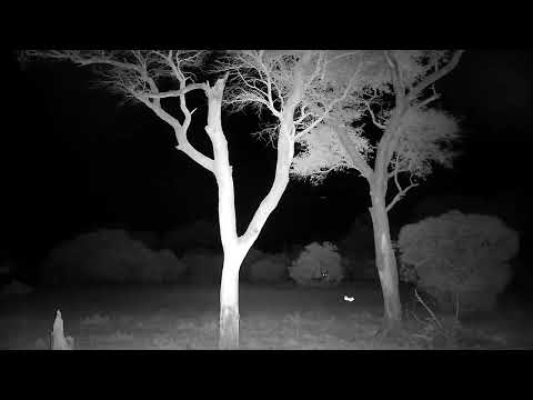 Djuma: Electrical storm in the distance - 03:39 - 12/03/2022