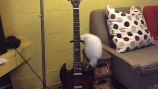 Cute kitten Snowball love to play the guitar