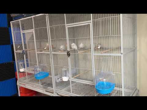 How to make your canary male ready to breed +These are the conditions and steps.