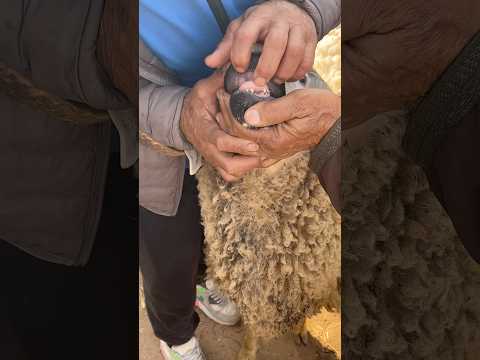 حاولي شبعان ديفوات ،حذاري رد بالك لا يشمتوك الشناقة #المغرب #الصردي #عيد_الاضحى #حولي_صردي