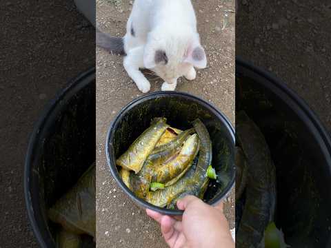 Tutorial goreng ikan chana #tutorial #ikangoreng #ikanchanna #ikangabus #komedi #trending #shorts