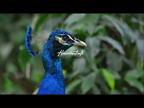 Dusky & Denham Audio - Everything I Do (Extended Mix)