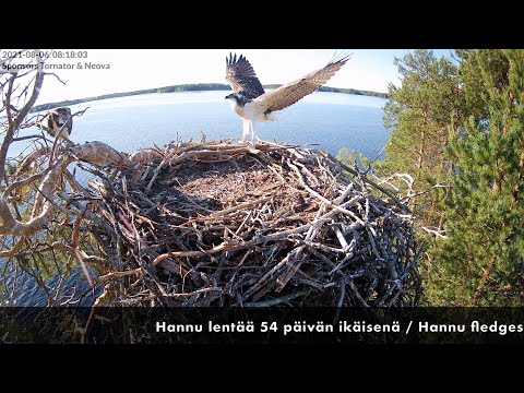 Hannun ja Kertun ensilento / Ilomantsi ospreys fledged together (2021)