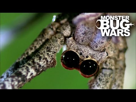 MONSTER BUG WARS | Ogre Spider Vs  Assassin Bug