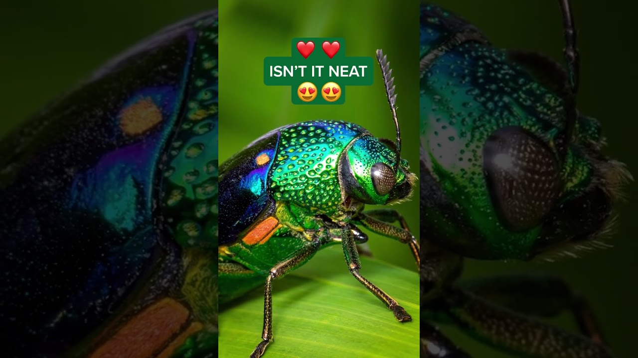 #BREAKINGNEWS: The EPA has announced that they found a cool bug and they want to keep it 🪲 #news