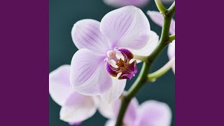 Download lagu Terang Api Menyebar mp3