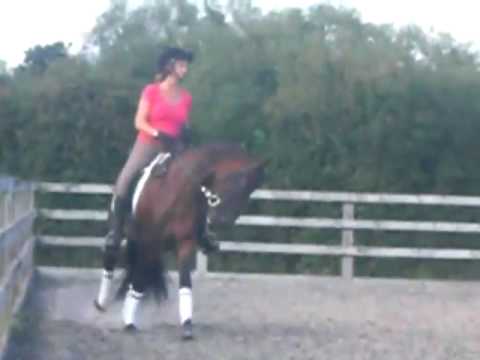 Lagarto - canter left