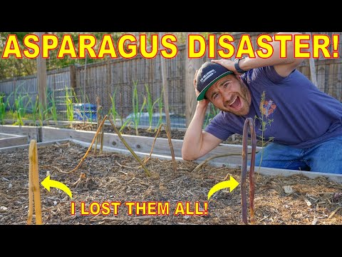 Don't Make This Mistake Growing ASPARAGUS! I Lost ALL Of Mine!🤦‍♂️