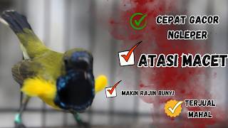 Download lagu SUARA SOGON GACOR UNTUK PANCINGAN SOGON TROTOL BUNYI SEMAKIN RAJIN part 238 mp3