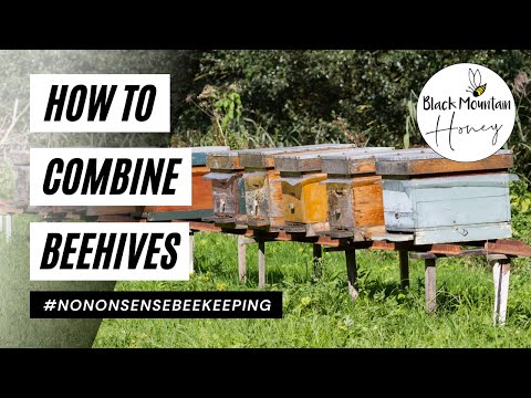 , title : 'How to Unite Beehives - How to Combine Beehives - Merging Bees for Winter - Combining Beehives'