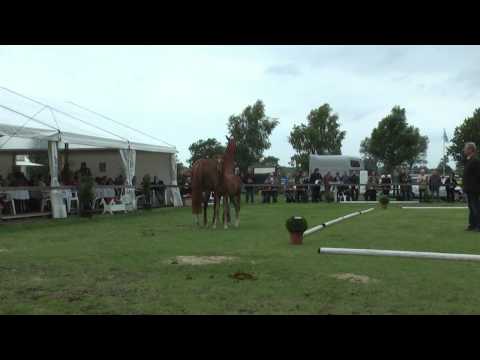 Sudweyher Fohlenschau 2013 - Kat.-Nr. 10