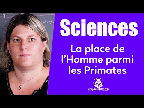 La place de l'Homme parmi les primates