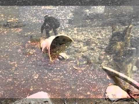 Agua Podrida video