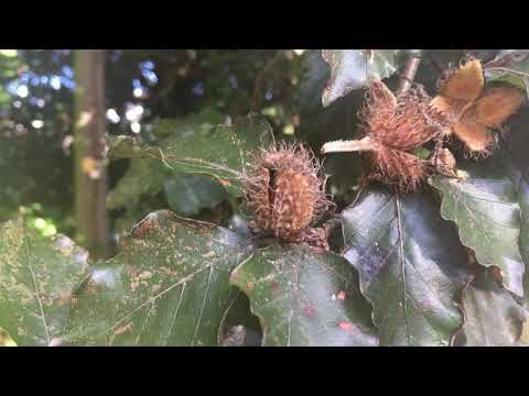Copper Beech - mast & leaves close up - September 2018