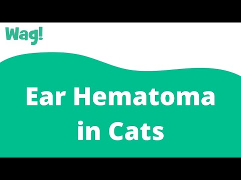 Ear Hematoma in Cats | Wag!