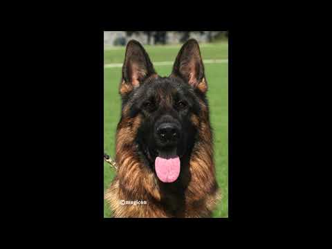 Bizmarks Hof Lars SG3 Bszs 2021