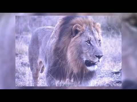 RHULANI MINUTE SAFARI - An undecided lion