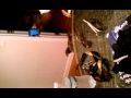 Smart Dog Sing Jg Wentworth