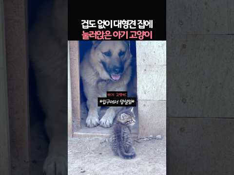 겁도 없이 대형견 집에 눌러앉은 이기 고양이