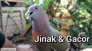 Download lagu The Chirping and Tame Leaf Dove _Suitable for Baiting (Easy Tips to Differentiate Males and Females) mp3