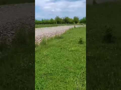 Teren intravilan de vanzare  Harman — Video