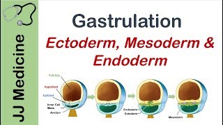 Gastrulation | Formation of Germ Layers | Ectoderm, Mesoderm and Endoderm