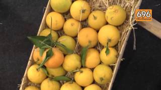 gustus-tra-eccellenze-enogastronomiche-e-agroalimentari