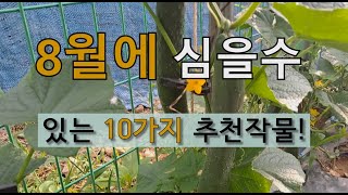 8월에 심을 수 있는  10가지 추천 작물! #8월 텃밭 가꾸기