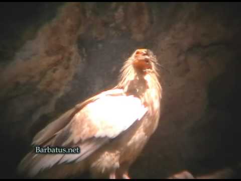 ALIMOCHE ( Neophron percnopterus ) Egyptian vulture