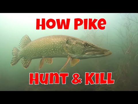 How Northern Pike Hunt Prey | Need to Know Info for Anglers