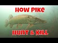 How Northern Pike Hunt Prey | Need to Know Info for Anglers