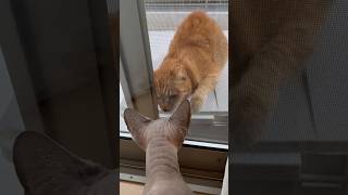 猫が遊びにきたときのスルタンの反応【スフィンクス】