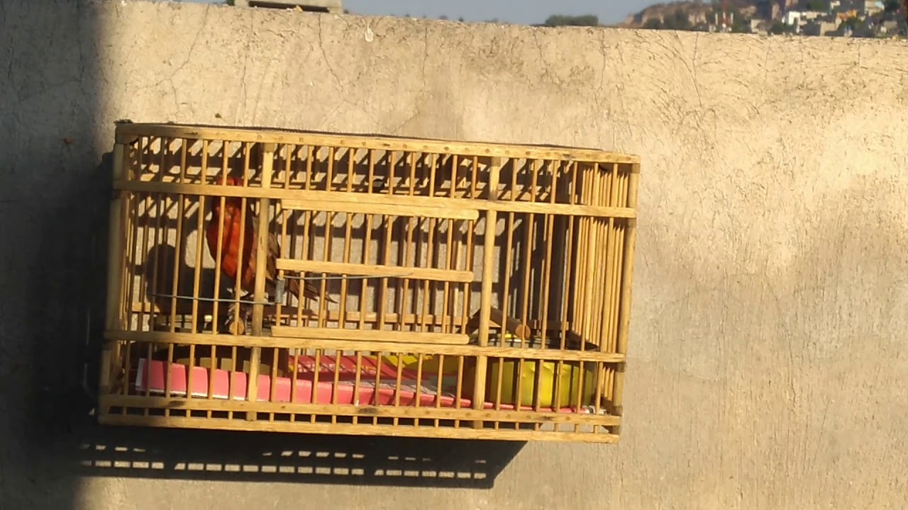 Watch Cruza de canario con gorrion Now Cruza de canario con gorrion