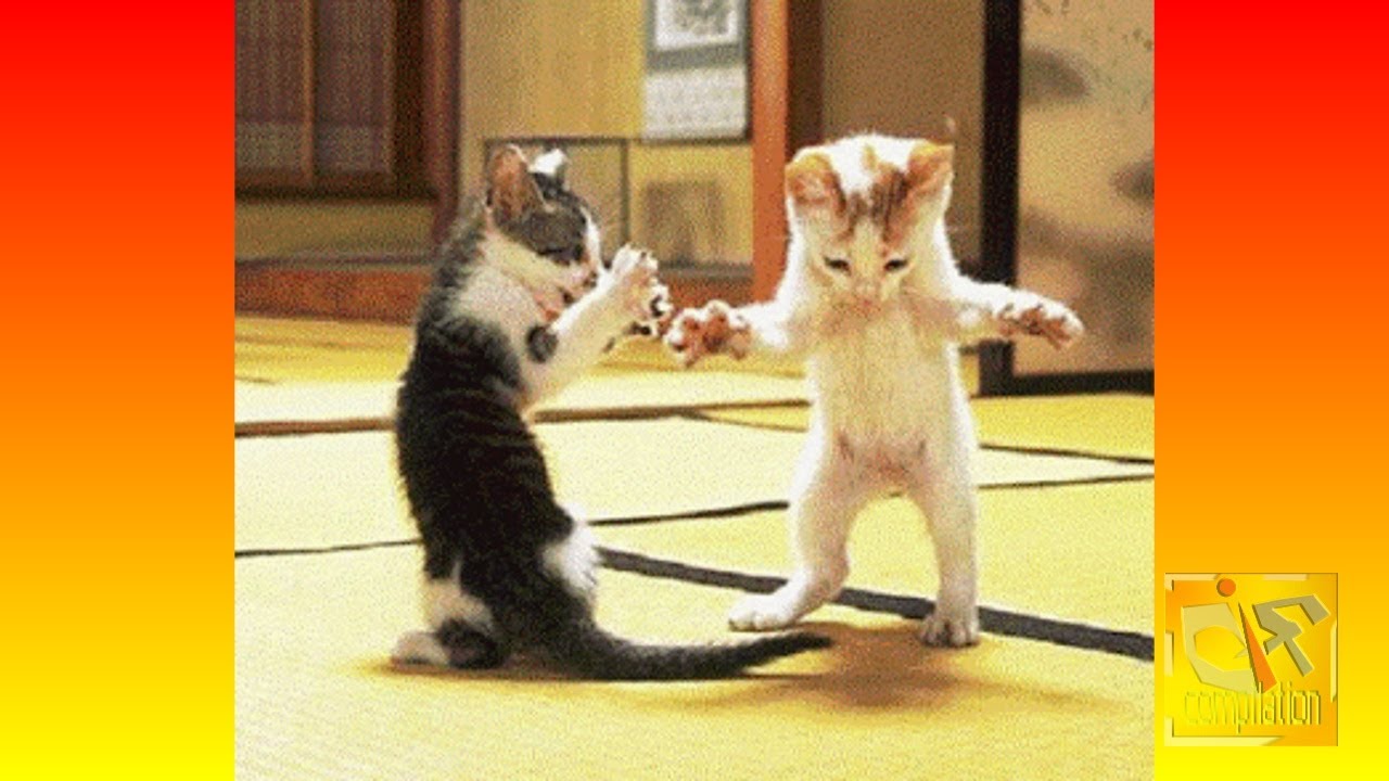 Animal Gifs w SOUND!