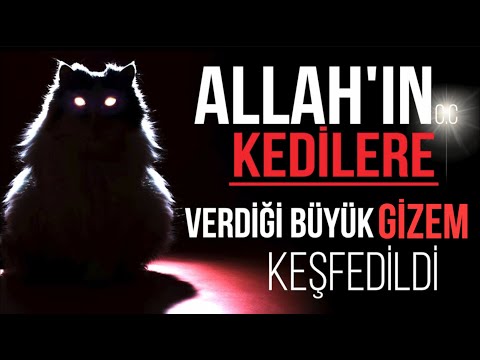 , title : 'YOK ARTIK! ALLAH'IN KEDİLERE VERDİĞİİ BÜYÜK GİZEM KEŞFEDİLDİ.'