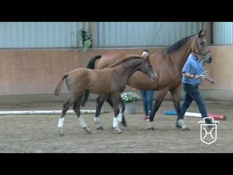 HEI110 Hengstfohlen von Casall - Clearway - Alcatraz