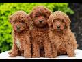 Mini Goldendoodle dogs for sale: Weston  - Video 1