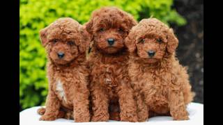 Video preview image #1 Goldendoodle (Miniature) Puppy For Sale in LITITZ, PA, USA