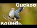 Cuckoo Bird Sound Effect