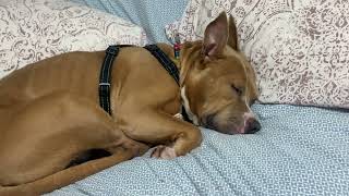 Video preview image #1 Mutt Puppy For Sale in Holly Springs, NC, USA