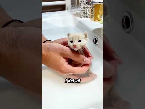 Hij wist helemaal niet dat dat geen kat was 😳