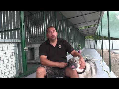 O šarplanincu koji je ubio svoju vlasnicu! (2021)