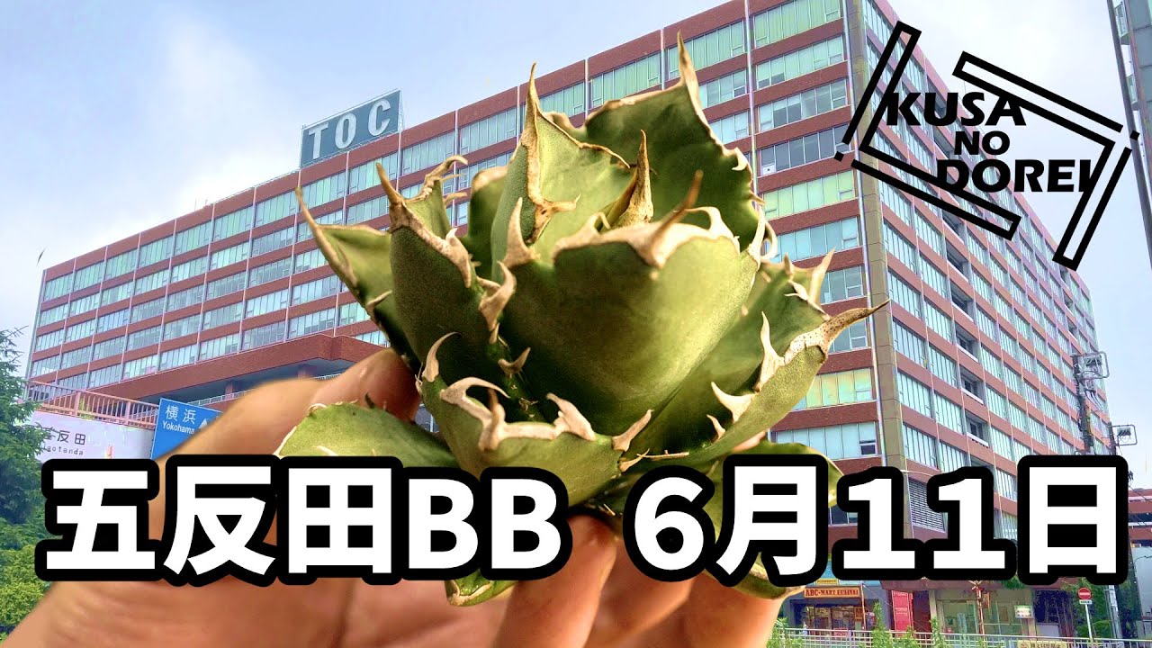 『KUSA NO DOREI』五反田ビッグバザール(6/11)に参加してきました！イベントでアガベゲット！　【Vol.3】