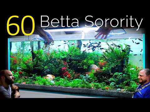 60 Betta Fish Sorority, 1 Aquarium: EPIC 4ft co2 Injected Planted Aquascape Tutorial