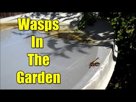 image-Do yellow jackets serve any useful purpose?