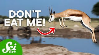 10 Bizarre Ways to Avoid Being Dinner