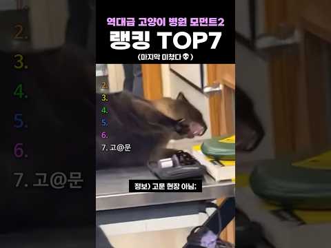 역대급 고양이 병원 모먼트2 랭킹 TOP7