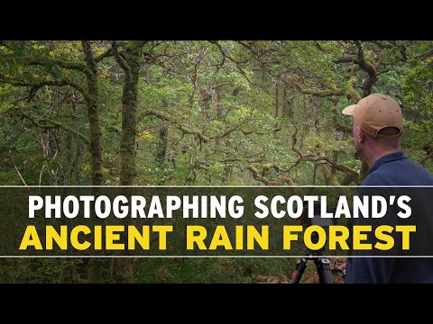 Photographing Scotland's Ancient Rain Forest
